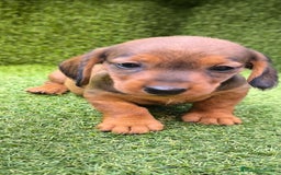 Teckel Miniatura perros en venta: camada teckel mini  - Imagen 10