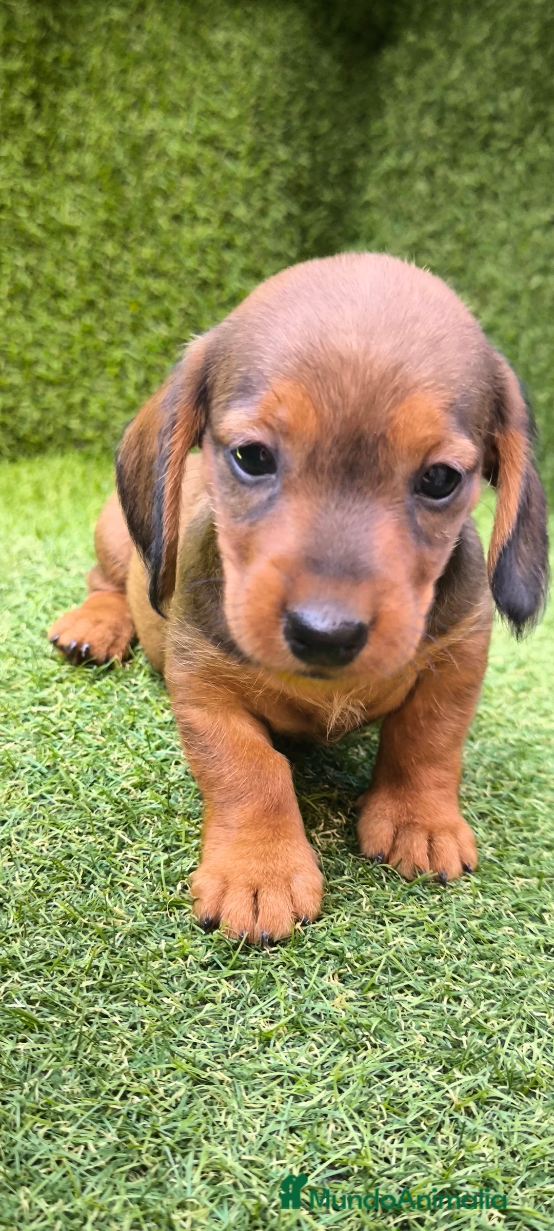Teckel Miniatura perros en venta: camada teckel mini  - Imagen 10