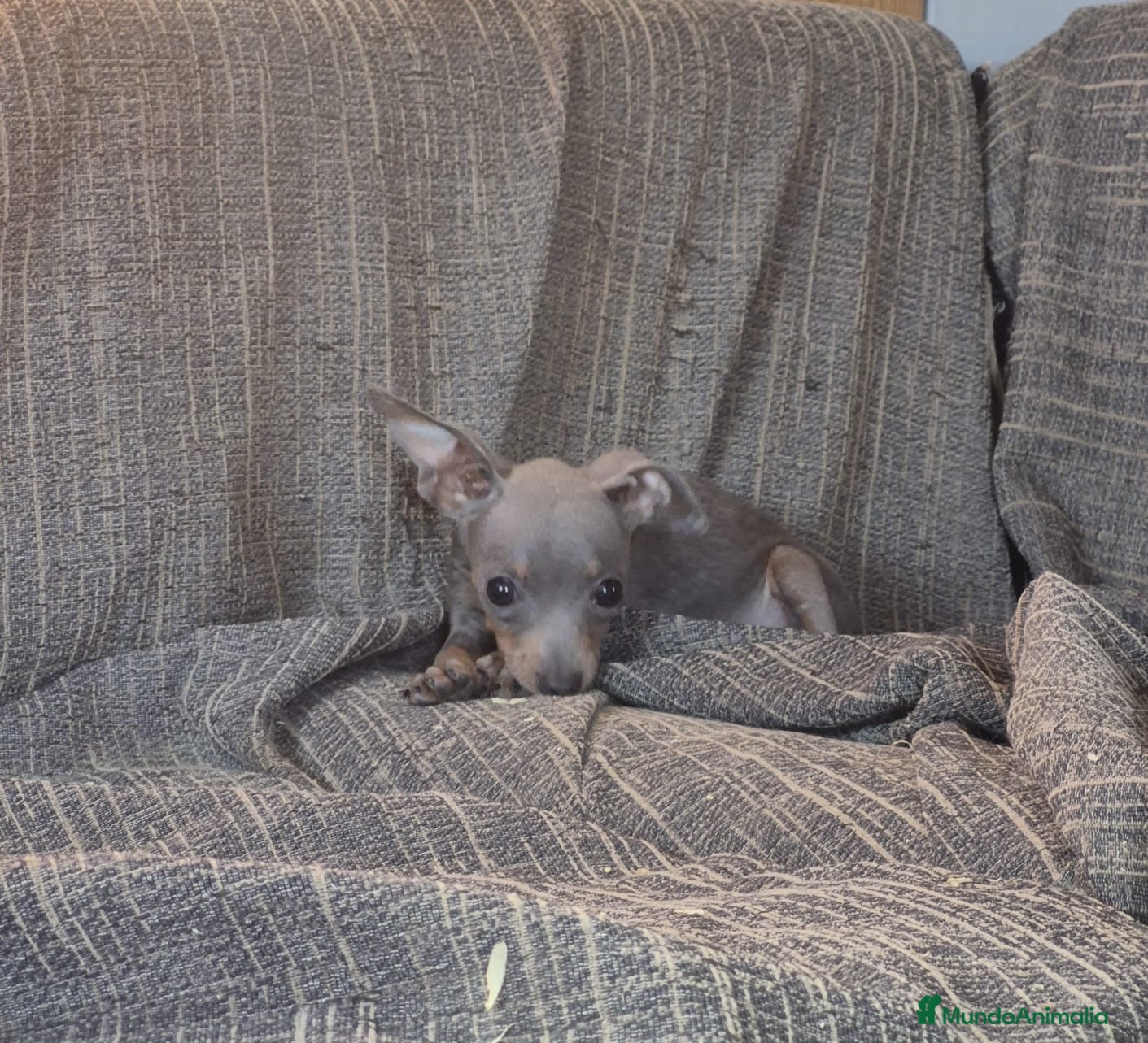 Pinscher Miniatura perros Pinscher Miniatura Cachorros Merle  - Anuncio 1