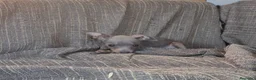 Pinscher Miniatura perros en venta: Pinscher Miniatura Cachorros Merle  - Anuncio 1