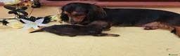 Teckel Miniatura perros en venta: Teckel de pelo largo - Anuncio 4