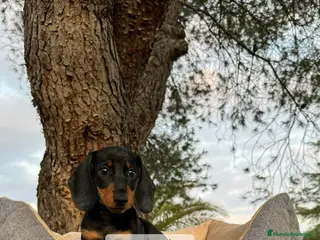 Teckel Miniatura perros TECKEL NEGRO FUEGO MACHO - Anuncio 7