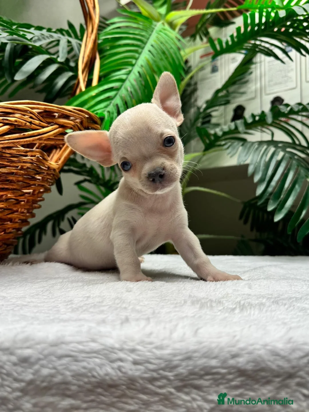 Chihuahua perros en venta: CHIHUAHUA-OJOS AZULES - Anuncio 2