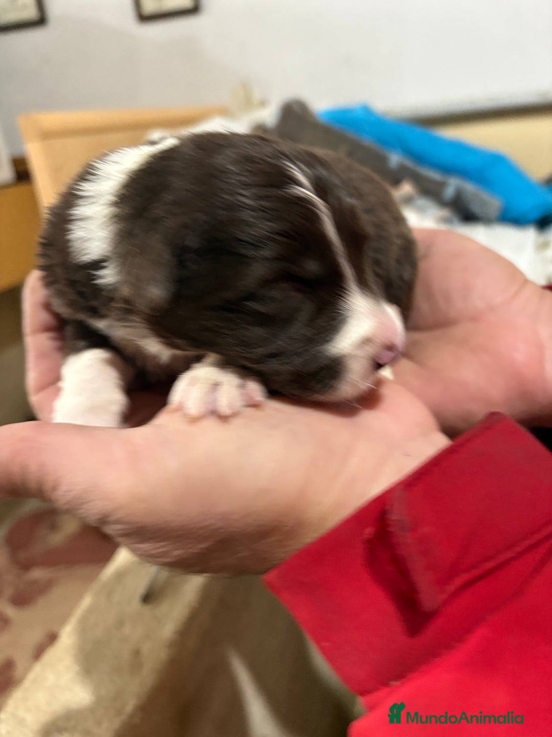 Border Collie perros en venta: Cachorros border collie machos y hembras varios  - Anuncio 2