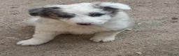 Border Collie perros en venta: Boder collie Getafe  - Anuncio 4