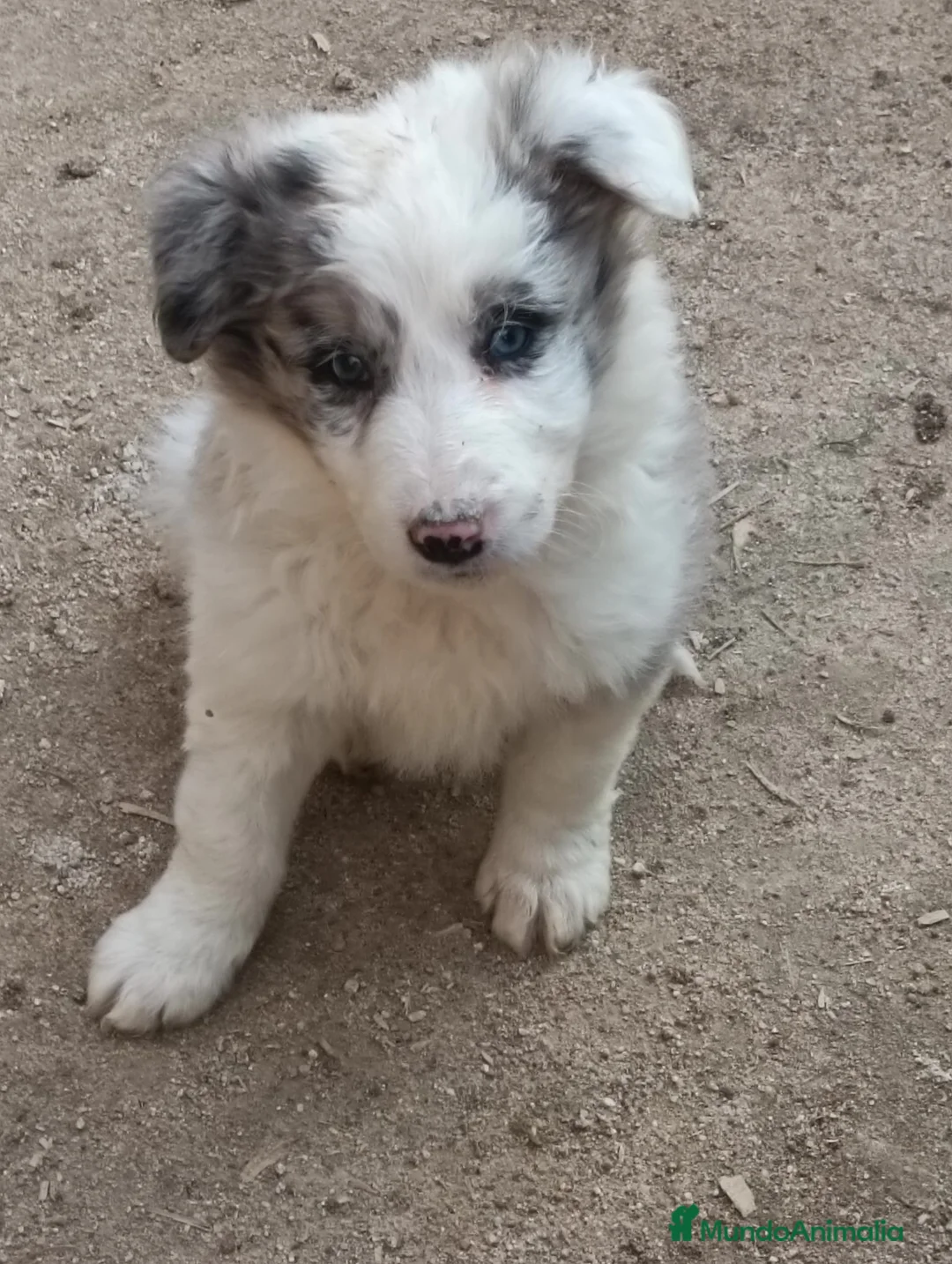 Border Collie perros en venta: Boder collie Getafe  - Anuncio 4