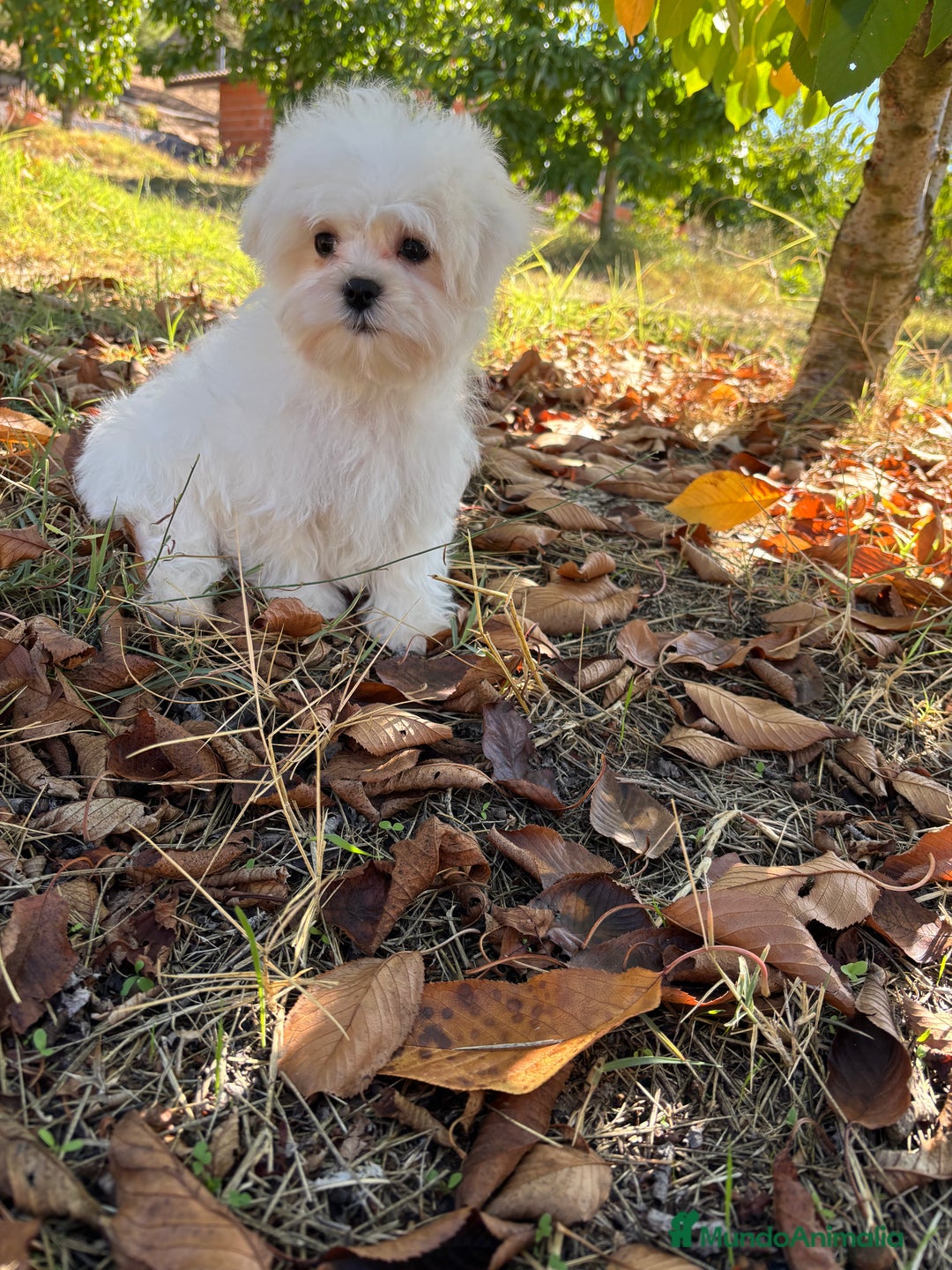 Bichón Maltés perros en venta: Bichon Maltés Toy macho disponible  - Imagen 6