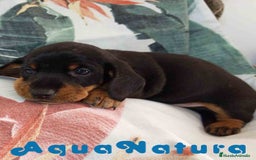 Teckel Miniatura perros en venta: Teckel Macho de Tria y Tilo1760 AQUANATURA - Imagen 1