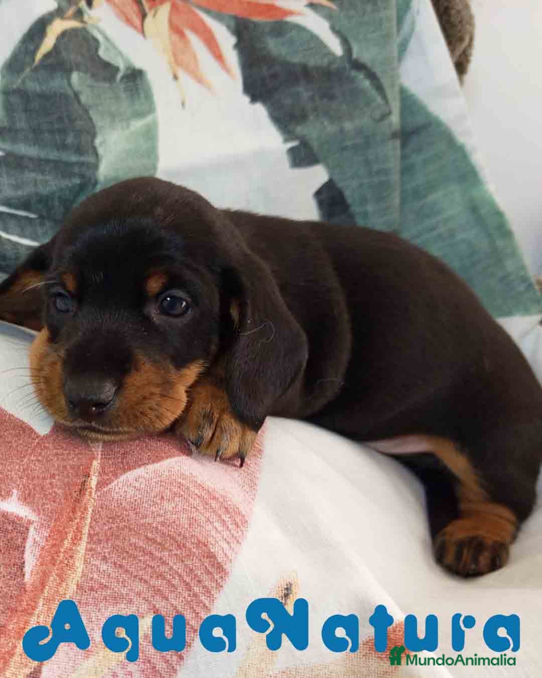 Teckel Miniatura perros en venta: Teckel Macho de Tria y Tilo1760 AQUANATURA - Imagen 1