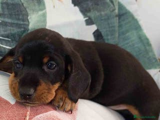 Teckel Miniatura perros Teckel Macho de Tria y Tilo1760 AQUANATURA - Anuncio 12