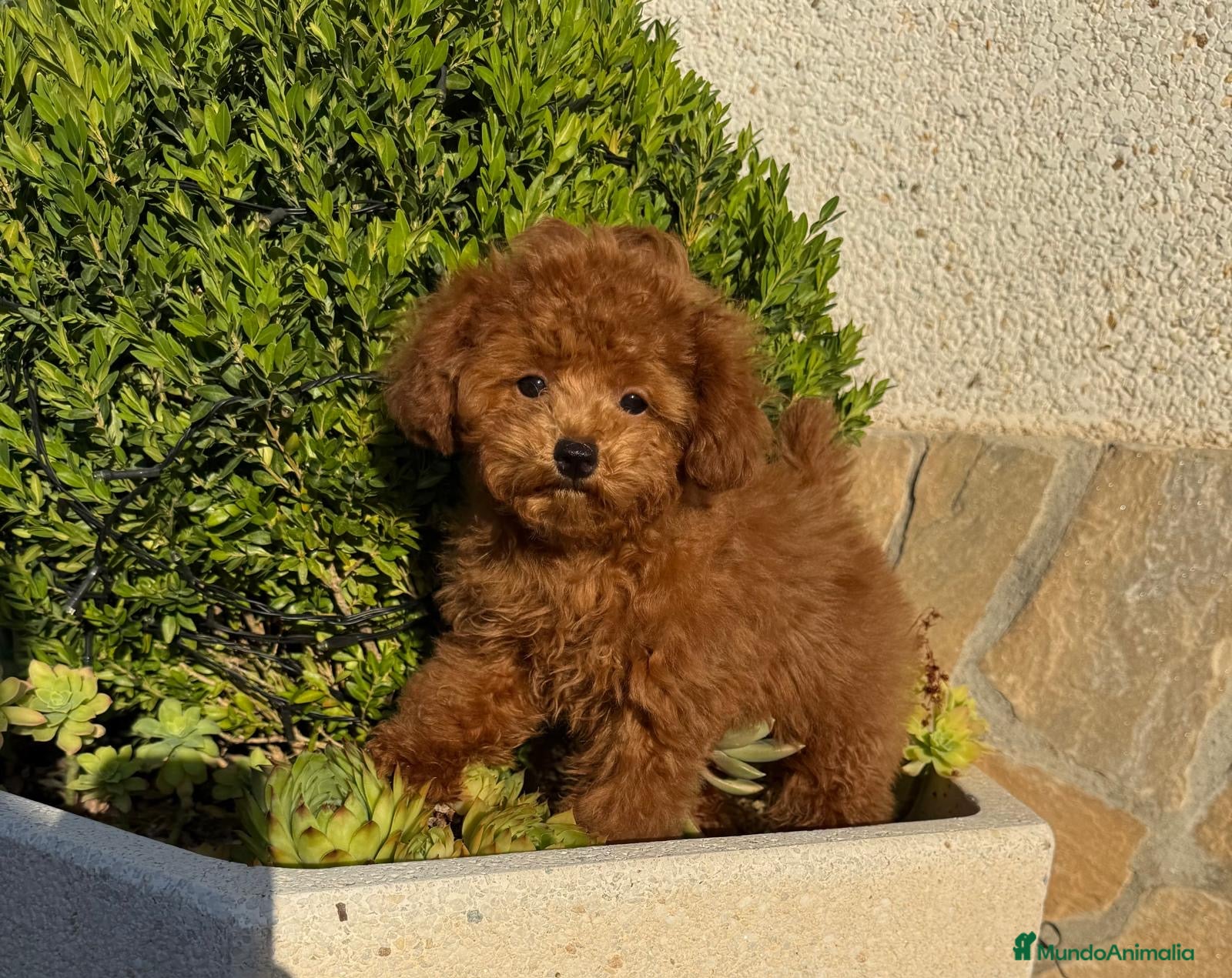 Caniche Toy perros Caniche toy tacita de té un encanto !!! - Anuncio 3