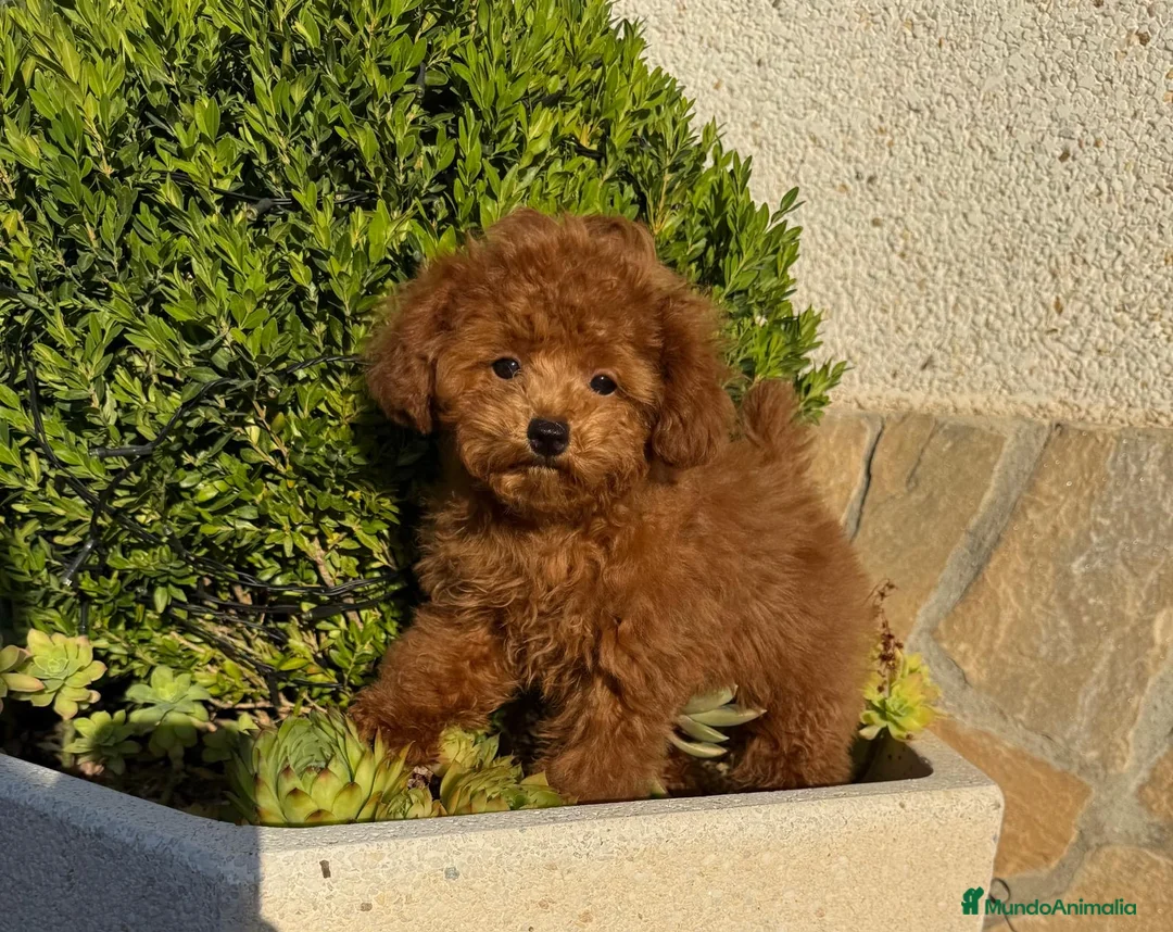 Caniche Toy perros en venta: Caniche toy tacita de té un encanto !!! - Anuncio 1