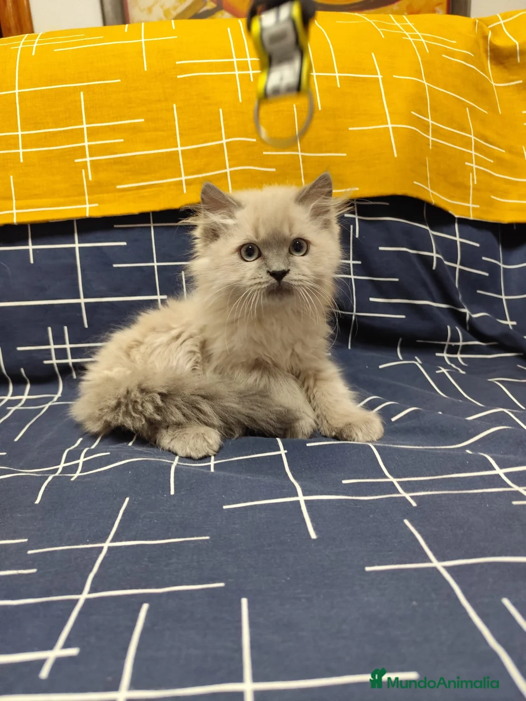 Sagrado de Birmania gatos en venta: Birmanos 641387649 - Anuncio 2