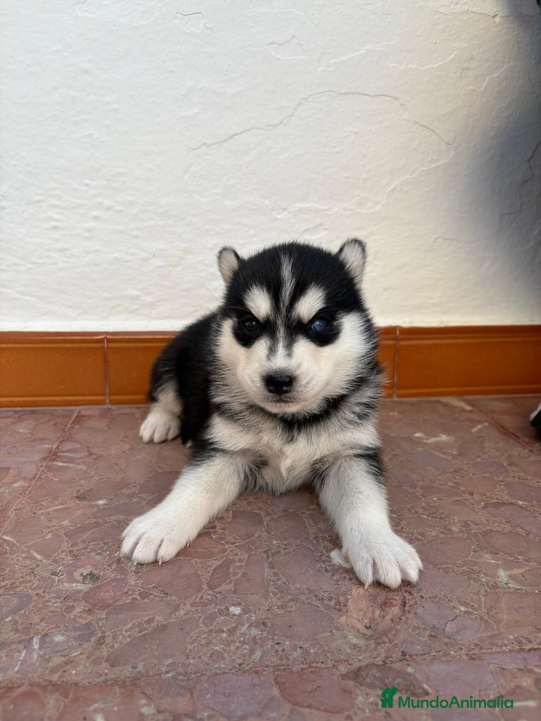Husky Siberiano perros en venta: Cachorros husky siberianos  - Imagen 4