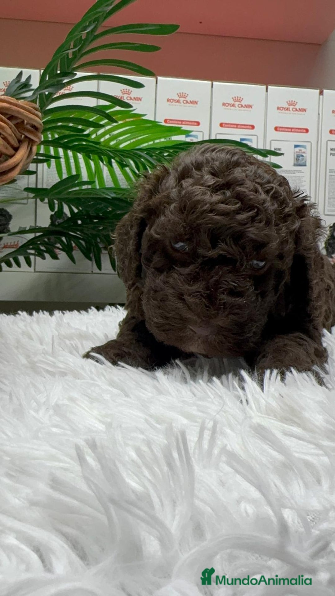 Perro de Agua Español perros en venta: PERRO DE AGUA ESPAÑOL MACHO - Anuncio 2