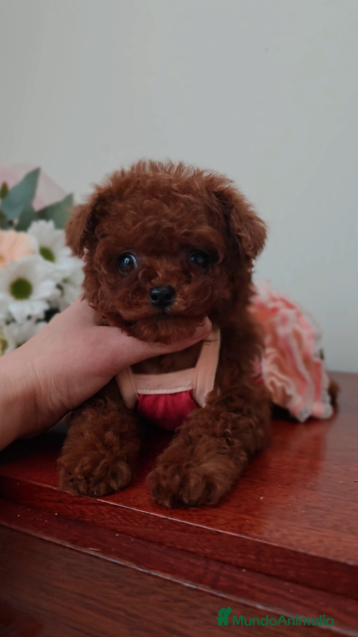 Caniche Toy perros Caniche Toy hembra rojo oscuro Líneas asiáticas   - Anuncio 1