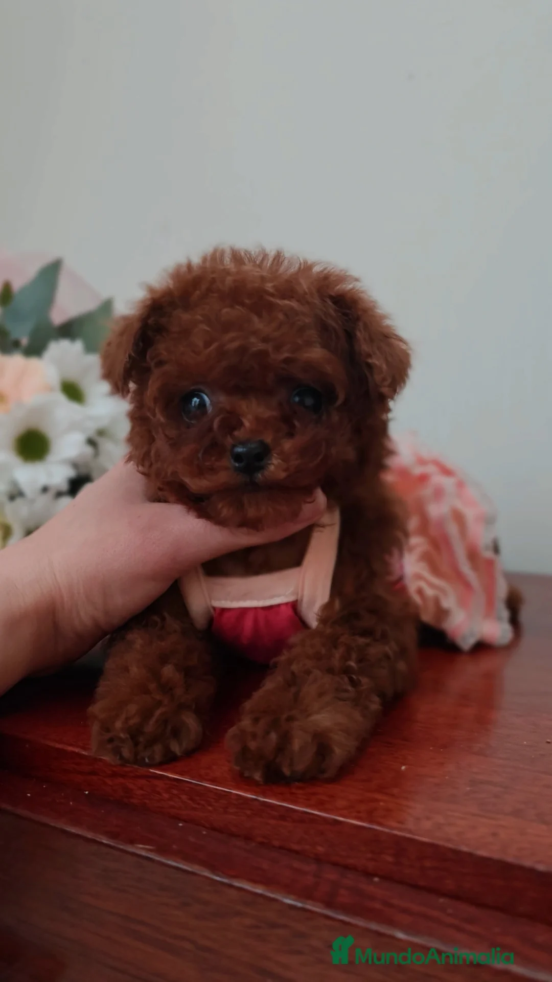 Caniche Toy perros en venta: Caniche Toy hembra rojo oscuro Líneas asiáticas   - Anuncio 1