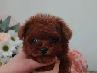 Caniche Toy perros Caniche Toy hembra rojo oscuro Líneas asiáticas - Anuncio 1