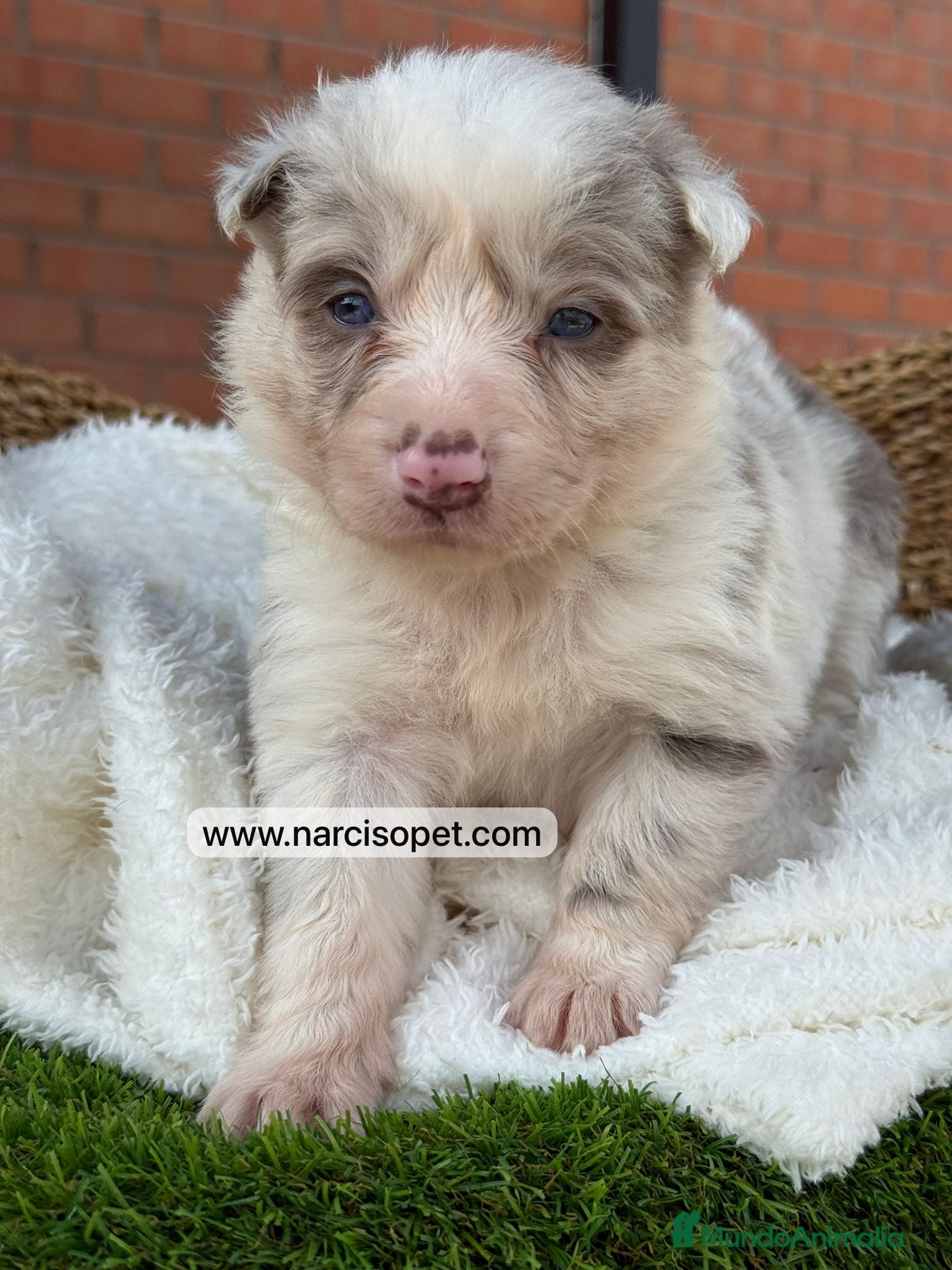 Border Collie perros en venta: BORDER COLLIE MERLE HEMBRA - Anuncio 4