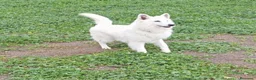 Pastor Blanco Suizo perros en venta: Pastor Blanco Suizo  - Anuncio 5