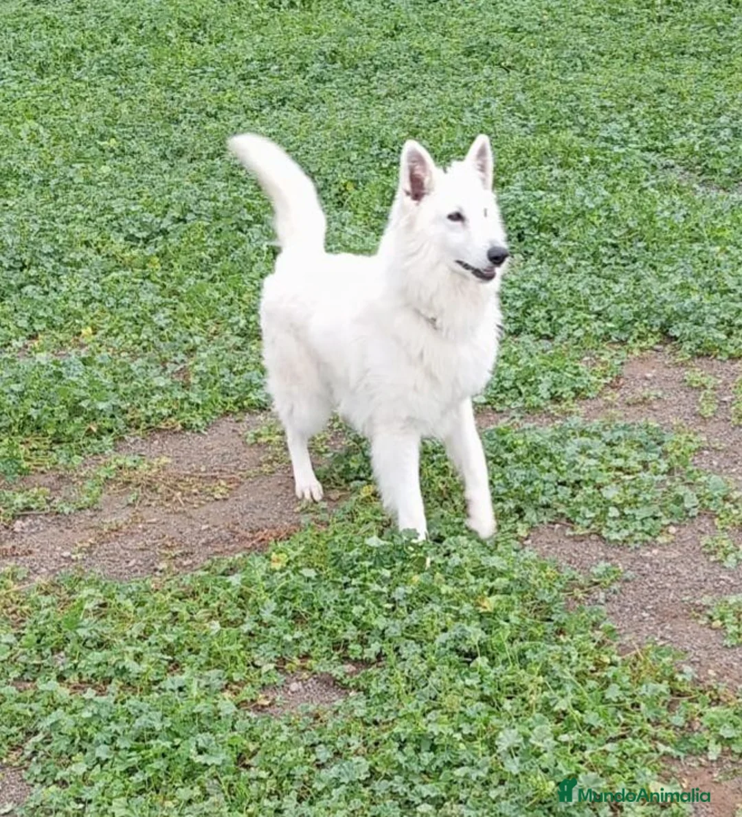 Pastor Blanco Suizo perros en venta: Pastor Blanco Suizo  - Anuncio 5