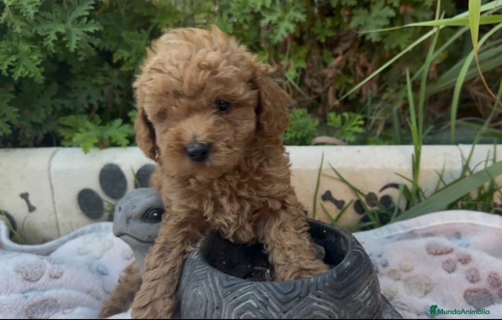 Caniche Toy perros en venta: Caniche toy - Anuncio 1