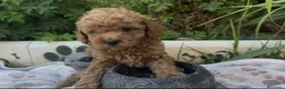 Caniche Toy perros en venta: Caniche toy - Anuncio 1