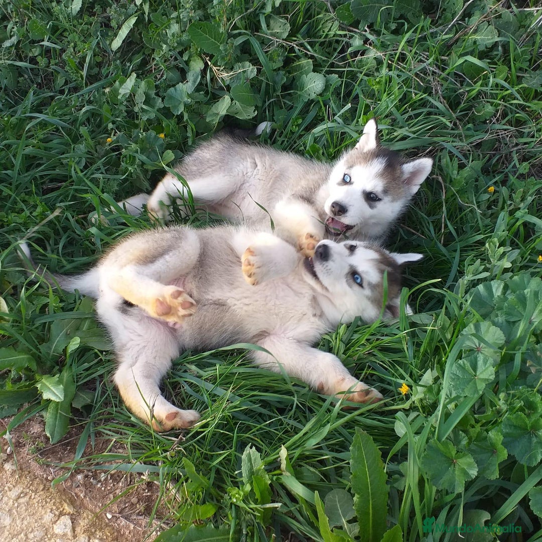 Husky Siberiano perros en venta: CAMADA HUSKY DISPONIBLE - Anuncio 1