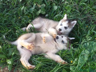 Husky Siberiano perros CAMADA HUSKY DISPONIBLE - Anuncio 1