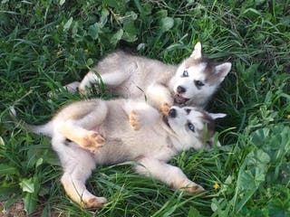 Husky Siberiano perros CAMADA HUSKY DISPONIBLE - Anuncio 7