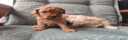 Caniche Toy perros en venta: Caniche toy PRECIO REAL en Álava - Anuncio 3