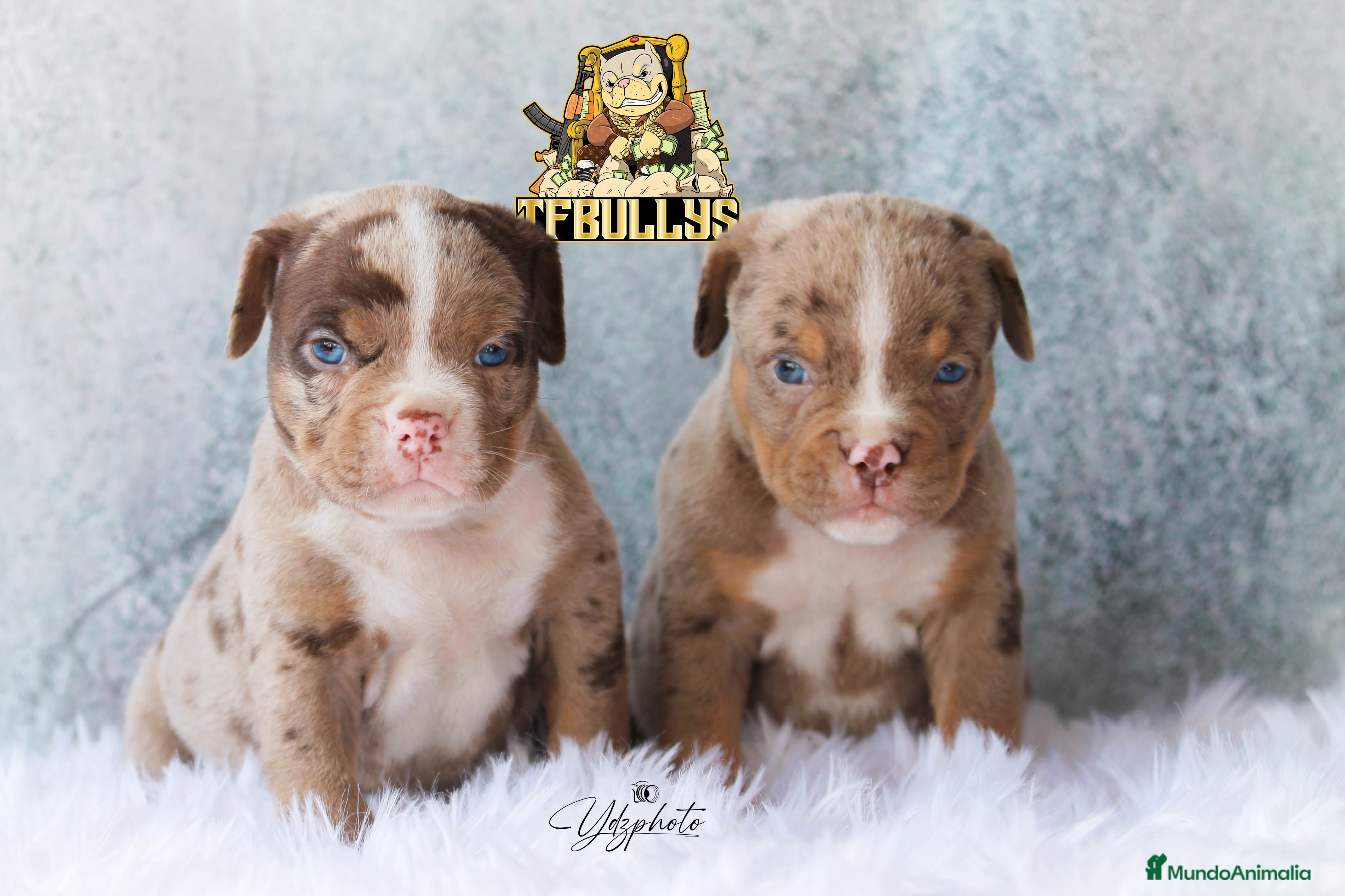 American Bully perros AMERICAN BULLY TRICOLOR MERLE  en Cantabria - Anuncio 18