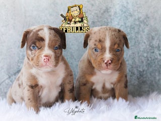 American Bully perros en Cantabria - Anuncio 36