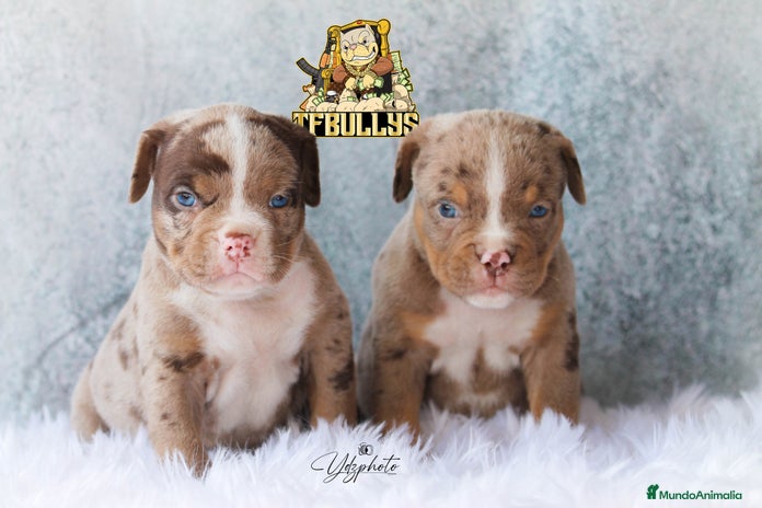 American Bully perros en Cantabria - Anuncio 6
