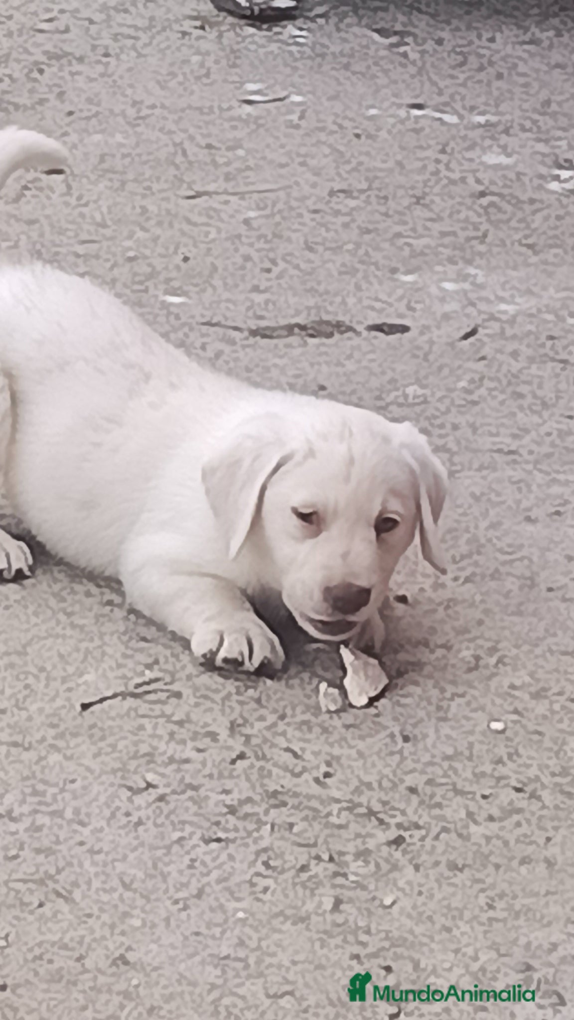 Labrador Retriever perros Macho labrador retriever dorado  - Anuncio 1