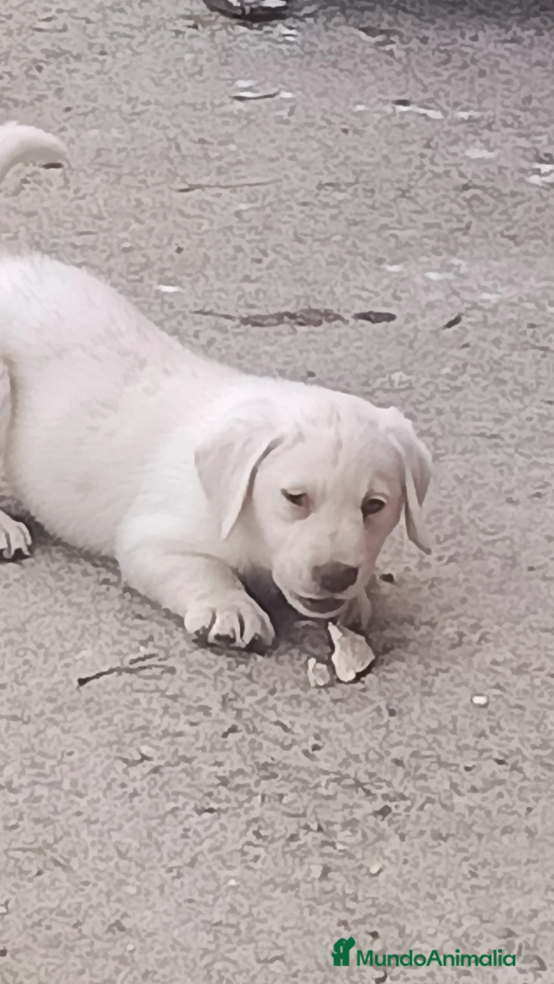 Labrador Retriever perros en venta: Macho labrador retriever dorado  en Málaga - Anuncio 1