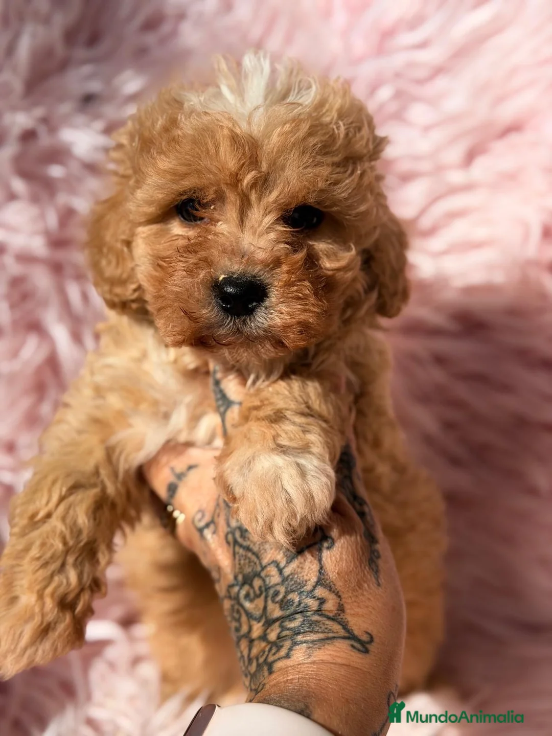 Maltipoo perros en venta: Maltipoo hembrita - Anuncio 2
