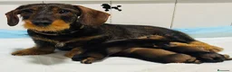 Teckel Miniatura perros en venta: TECKEL MINIATURA PELO DURO - Anuncio 3