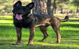 Pastor Belga Malinois perros en venta: Malinoi - Imagen 8