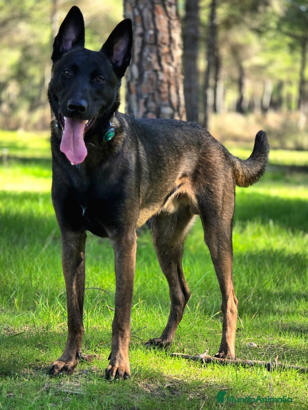 Pastor Belga Malinois perros en venta: Malinoi - Imagen 8