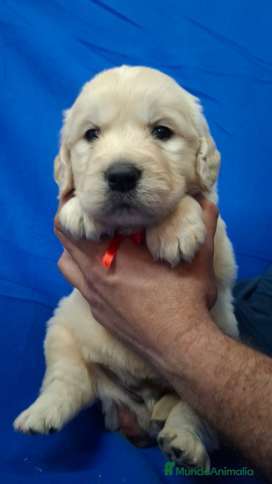 Golden Retriever perros GOLDEN RETRIEVER  - Anuncio 2