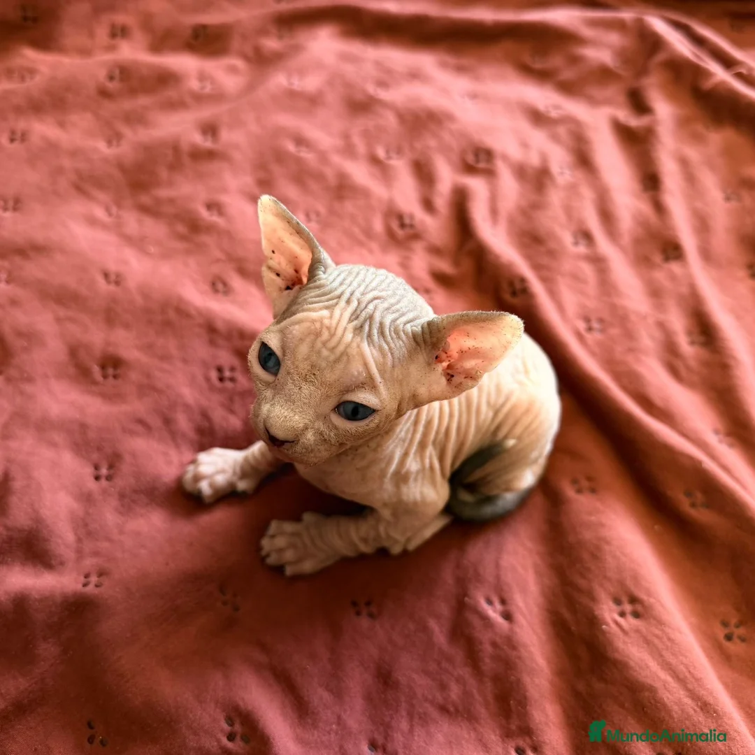 Sphynx gatos en venta: Sphynx Bicolor  - Anuncio 2