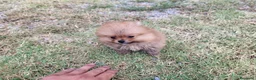 Pomerania perros en venta: Lulú de pomerania - Anuncio 4