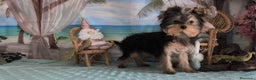 Yorkshire Terrier perros en venta: Yorkshire terrier  - Anuncio 3