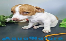 Jack Russell Terrier perros en venta: Jack Russel Hembra JMU 7731 AQUANATURA - Imagen 4