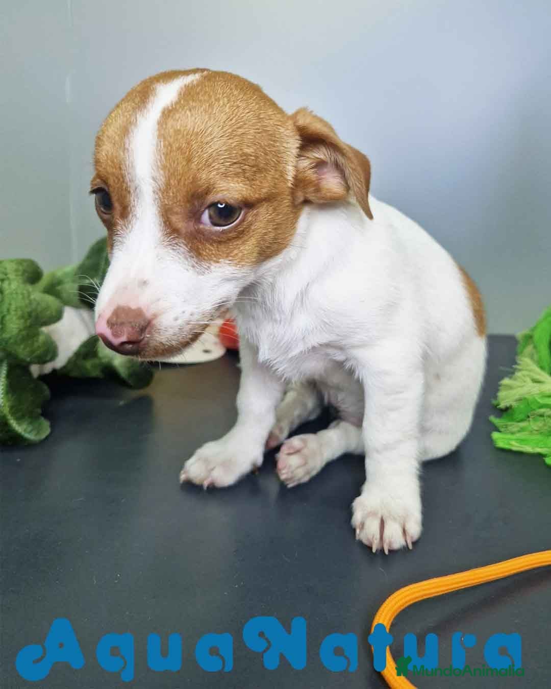 Jack Russell Terrier perros en venta: Jack Russel Hembra JMU 7731 AQUANATURA - Imagen 4