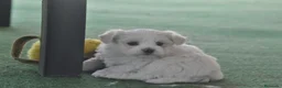 Bichón Maltés perros en venta: Preciosos cachorros  - Anuncio 2