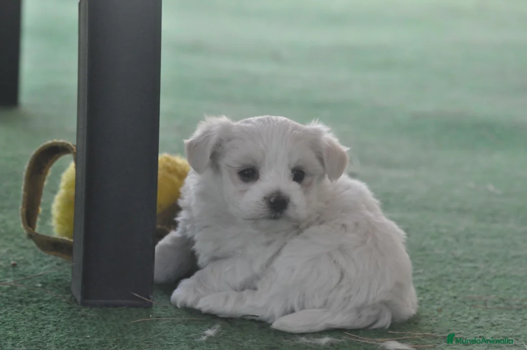Bichón Maltés perros en venta: Preciosos cachorros  - Anuncio 2