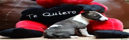 Bull Terrier perros en venta: BULL TERRIER - Anuncio 4