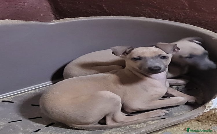 Galgo Español perros - Anuncio 1